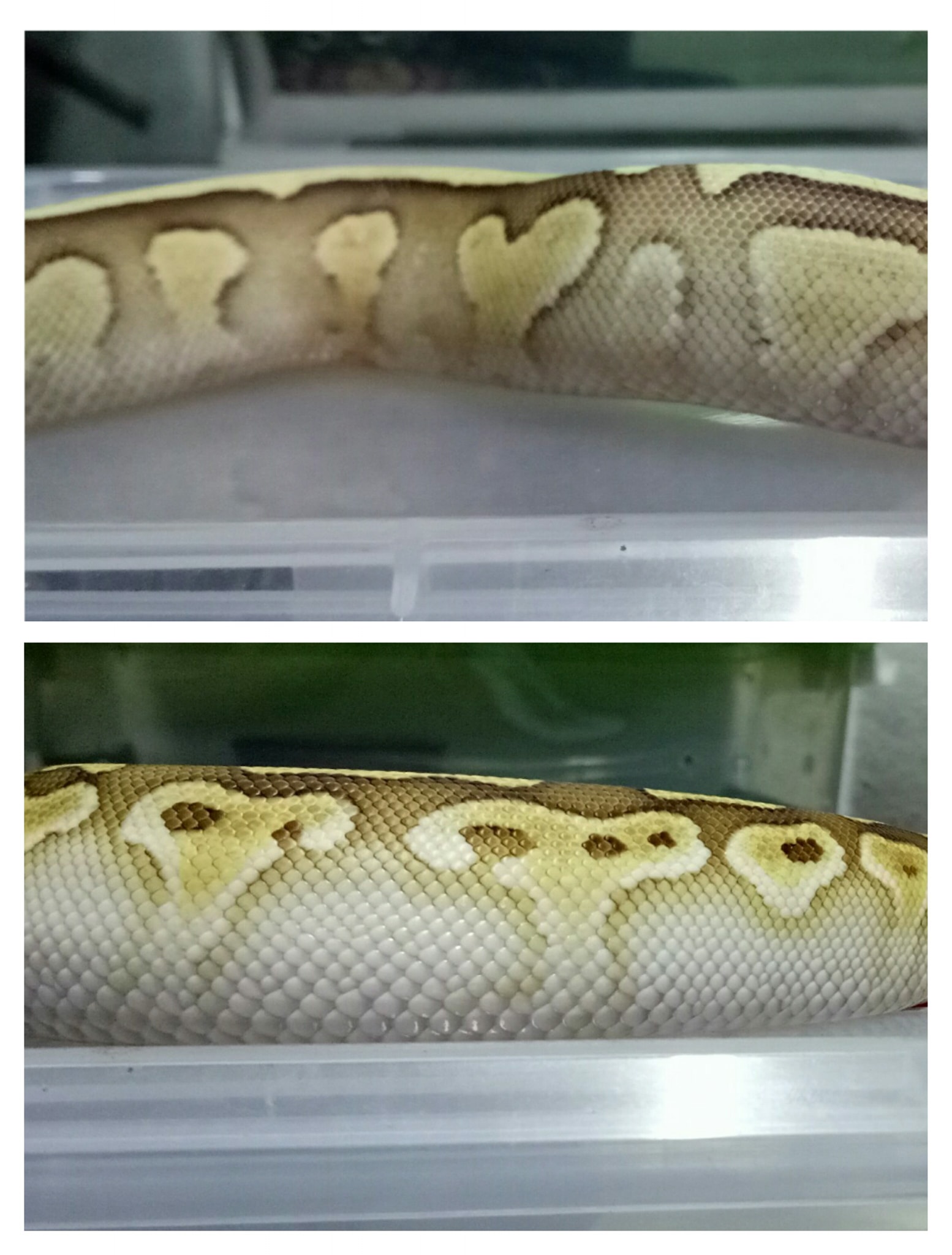 On the first pic, on top is a Butter fire, on the bottom is a Butter ...