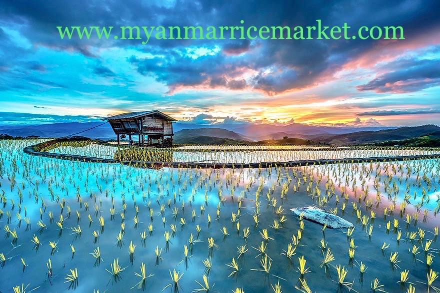 Myanmar Rice Market
