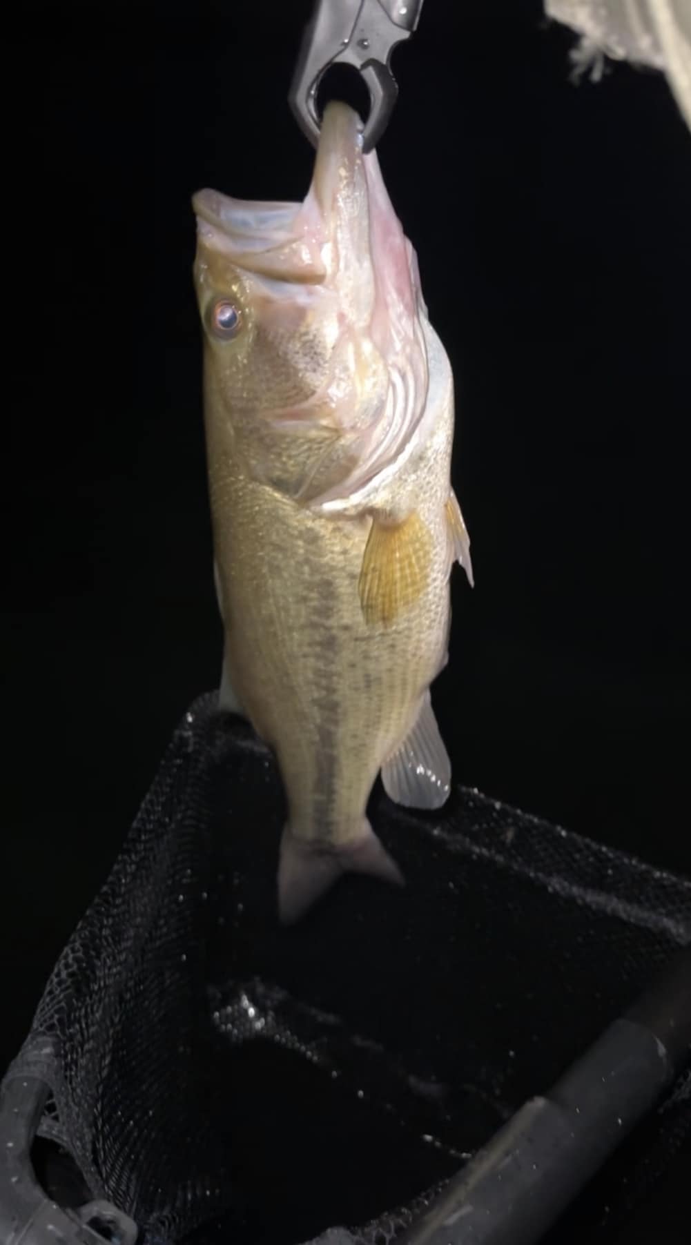 cheap fishing lures for ducks VMSIXVM Topwater Duck Lures, Realistic Baby Duckling Baits Floating Artificial Hard Swimbaits Bass Pike Musky Catfish Freshwater Saltwater Fishing Retrieve:Left Hand Counterbalance Handle Just as good as trolling-type 🎣 EcoGear Breamer Vibe