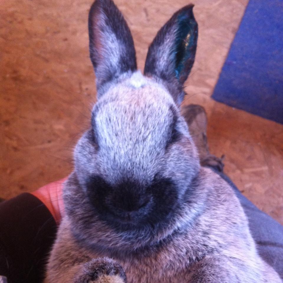 Darling Rabbits - The baby bunnies have now reached that... | Facebook
