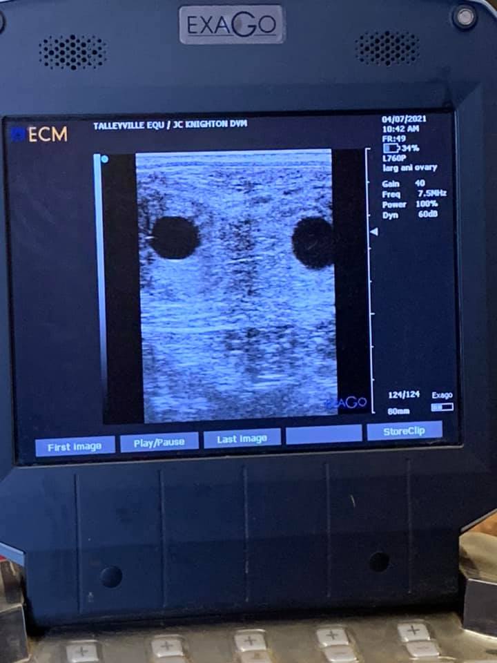 Congratulations to Susan... - Talleyville Equine Reproduction | Facebook