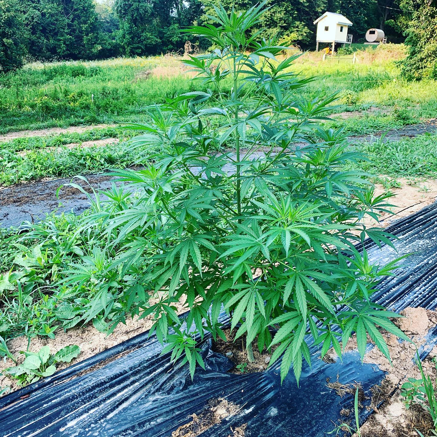 Smokey Ridge Farm