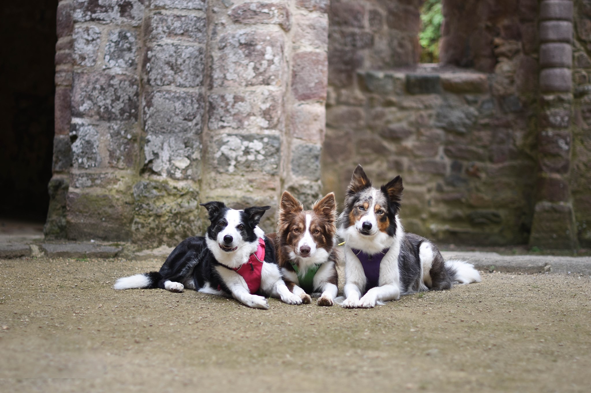 J'aime comme Mes Chiens et Peut-être Trois Personnes