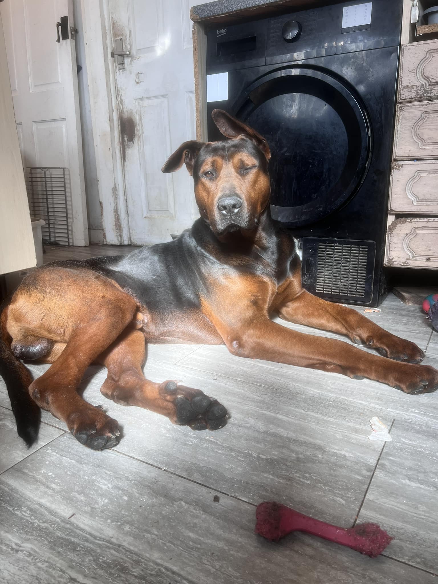 Real Reds UK - Chinese Red Dogs