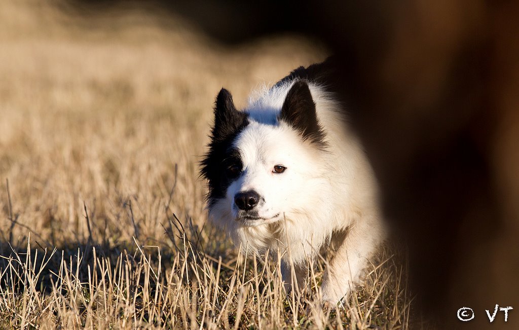 Buskerud Gjeterhundnemd
