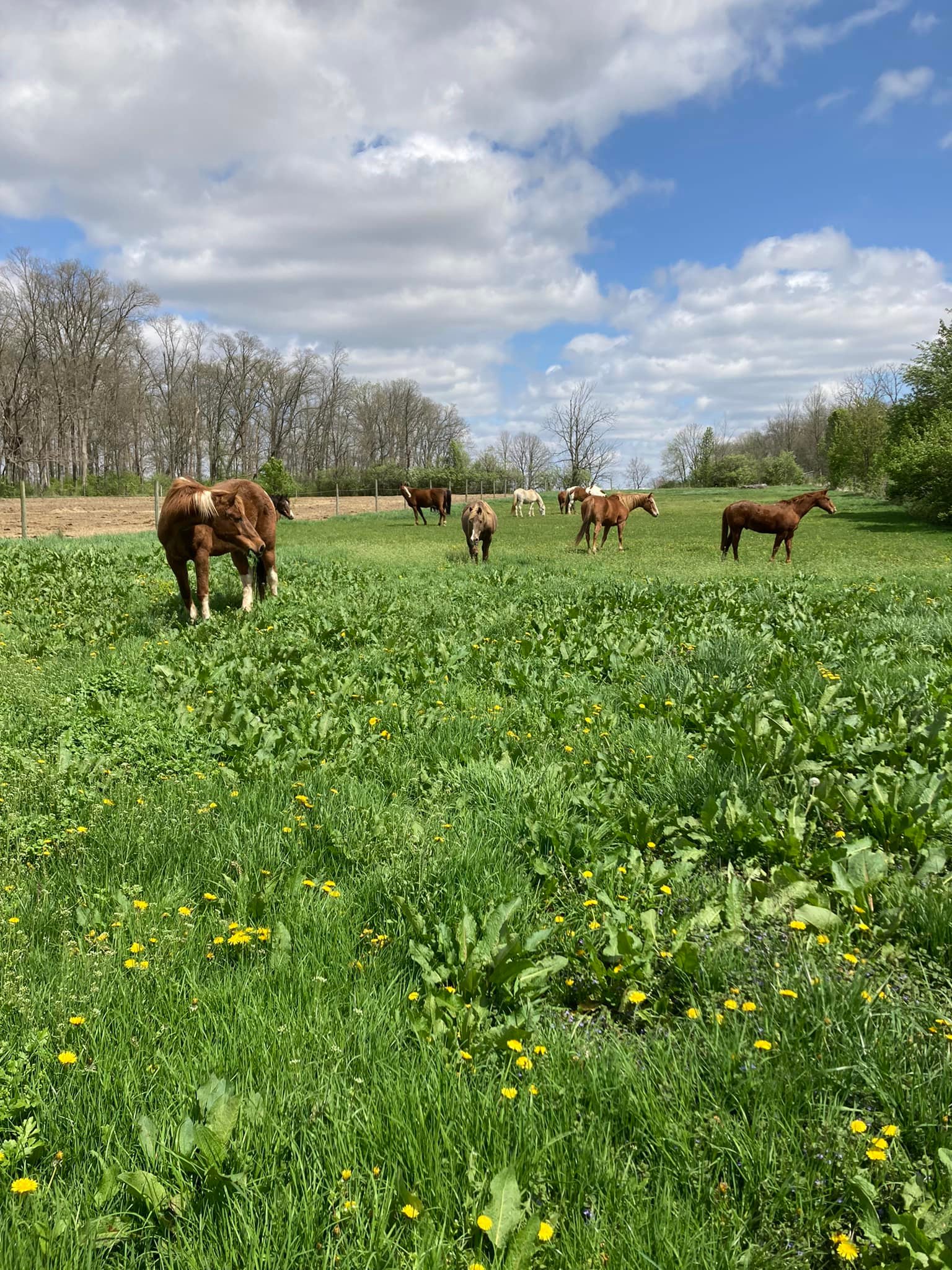 Lone Pine Farm | Bellbrook OH