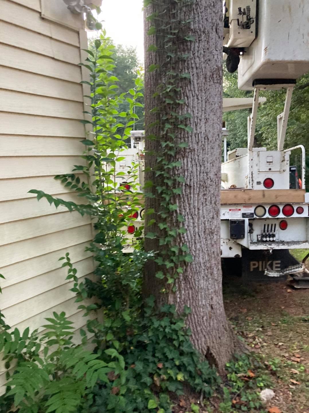 Upstate Tree Care LLC | Greenville SC