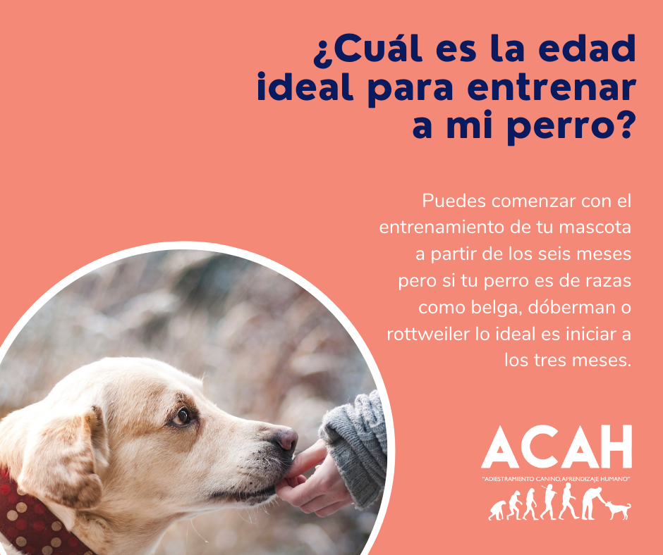 ⁉️A qué edad es recomendable... - Adiestramiento Acah | Facebook
