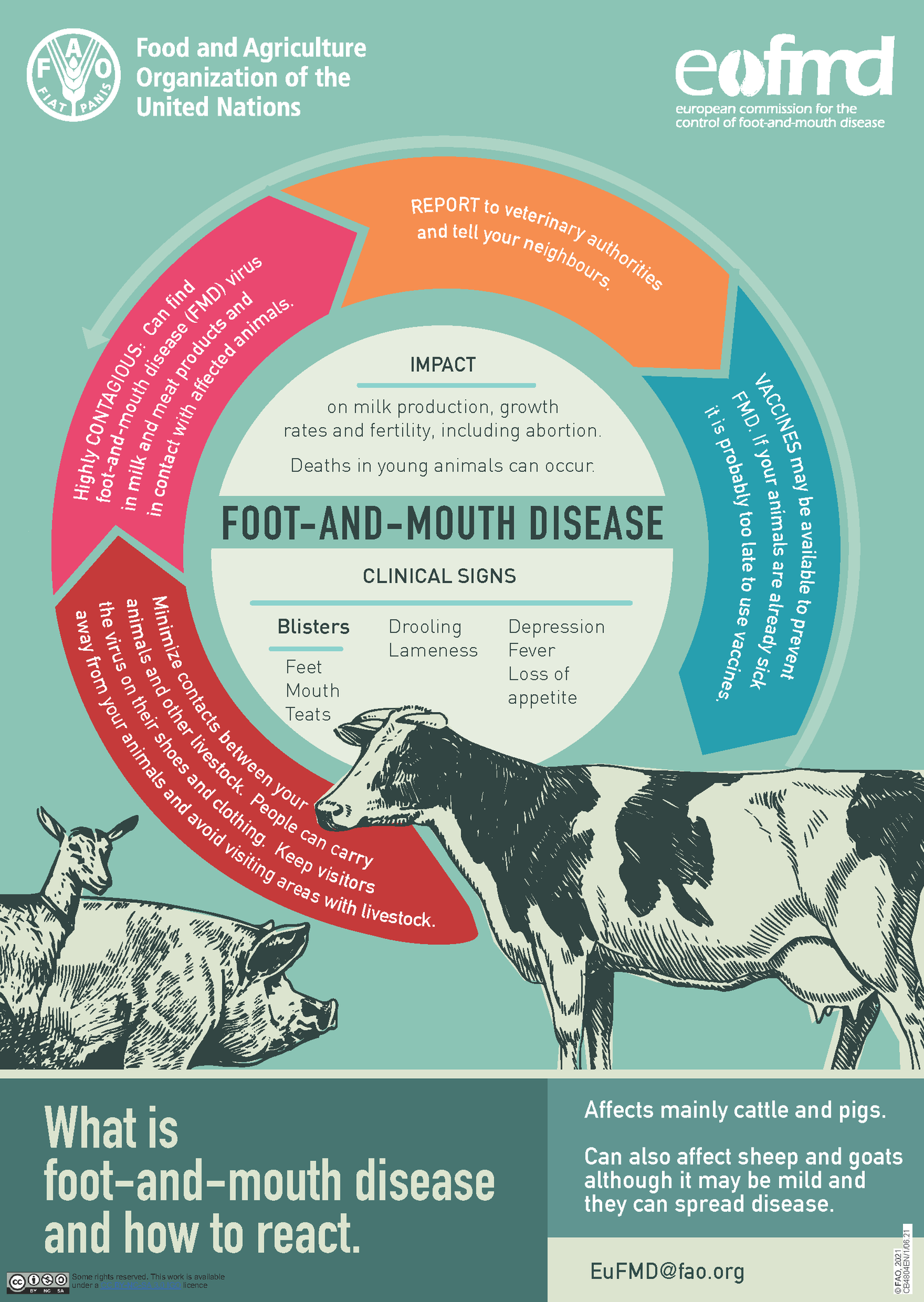 FAO Pacific - What is foot-and-mouth disease (FMD) and how to react ...