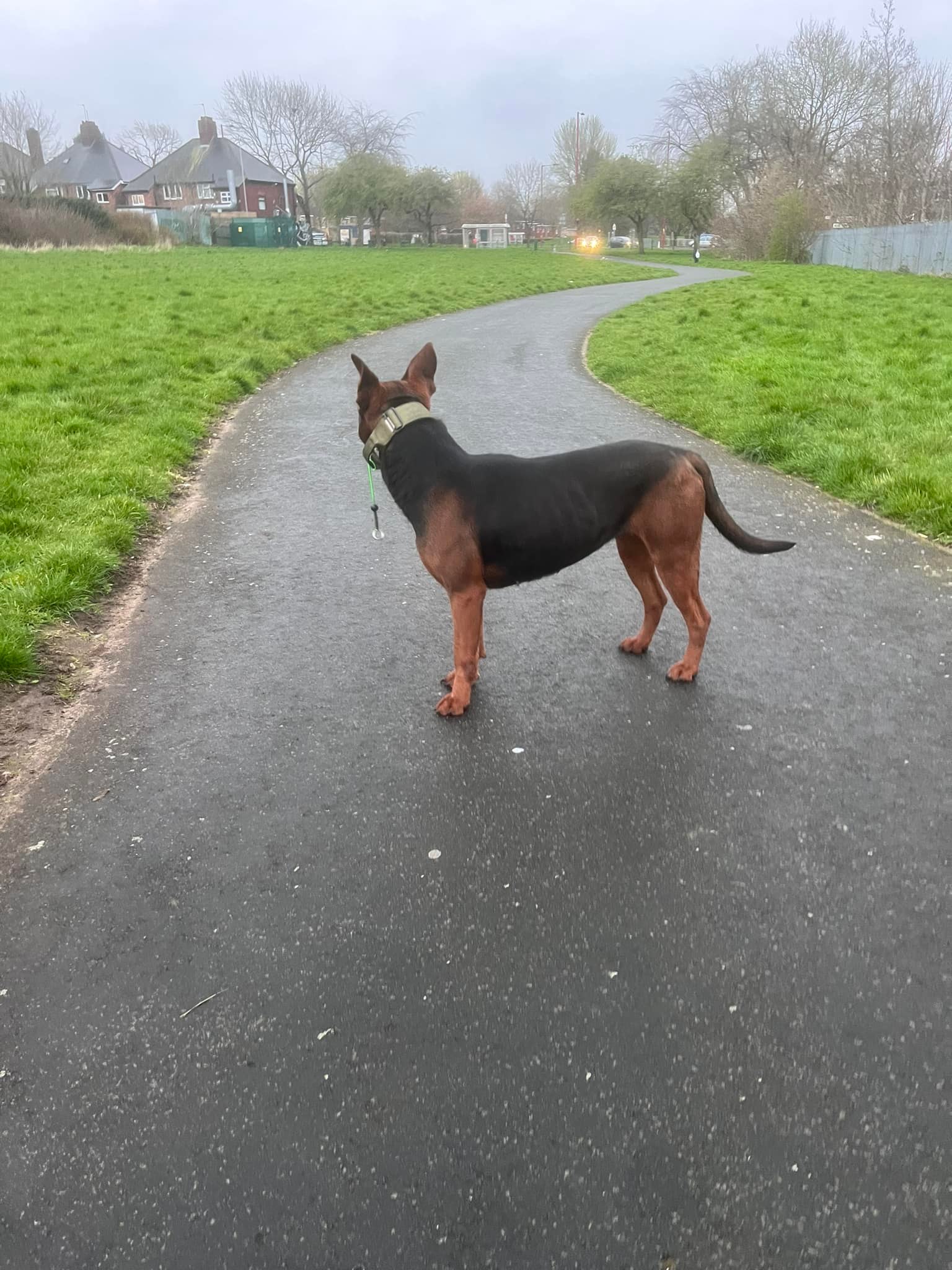 Real Reds UK - Chinese Red Dogs