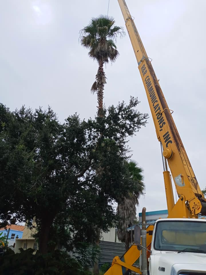 CPL Tree Service and Landscaping | Pinellas Park FL
