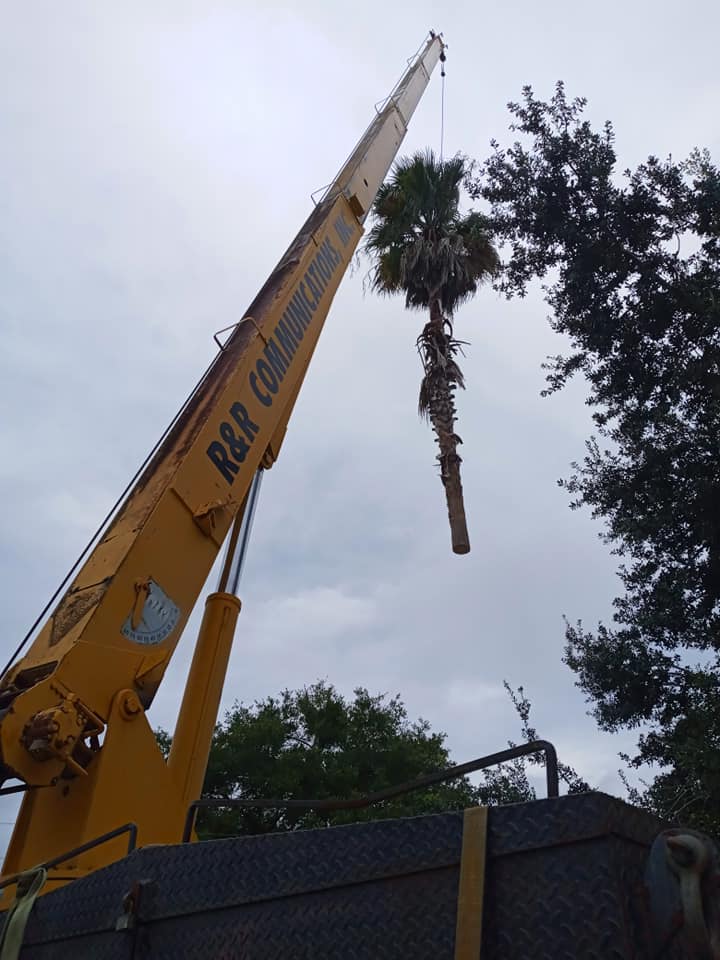 CPL Tree Service and Landscaping | Pinellas Park FL