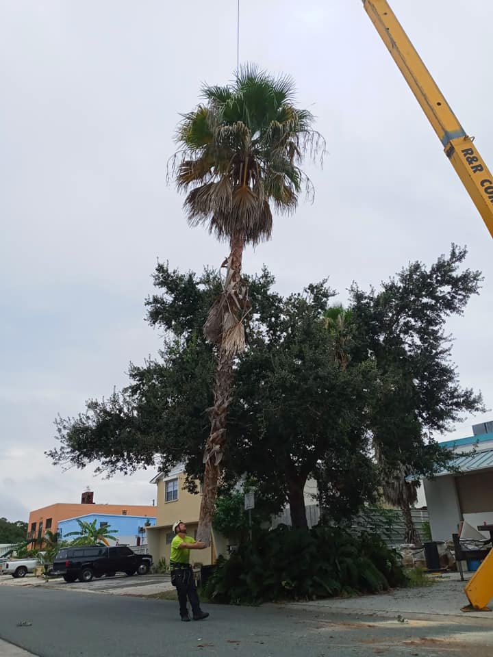 CPL Tree Service and Landscaping | Pinellas Park FL