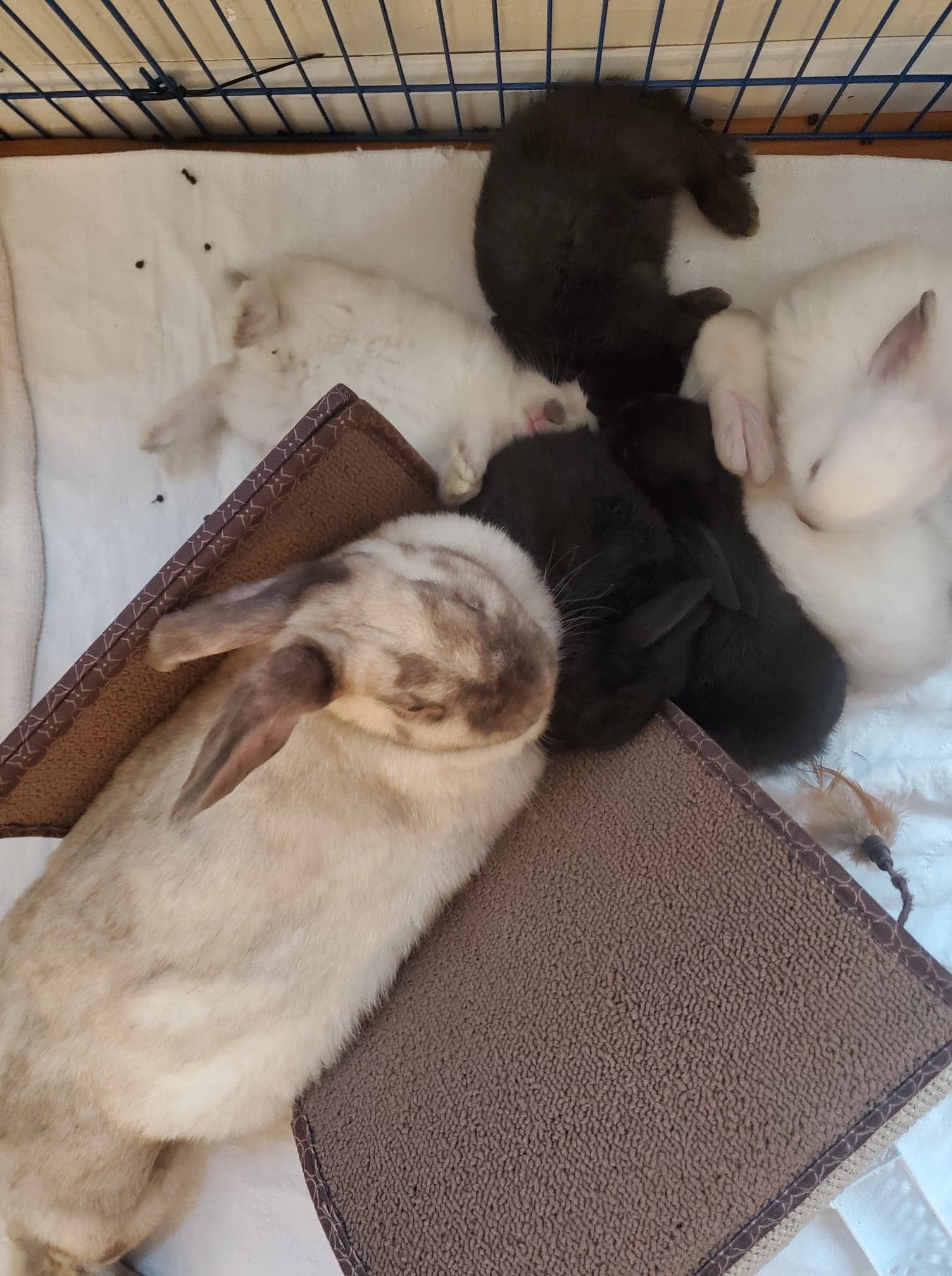 Indiana House Rabbit... - Indiana House Rabbit Society