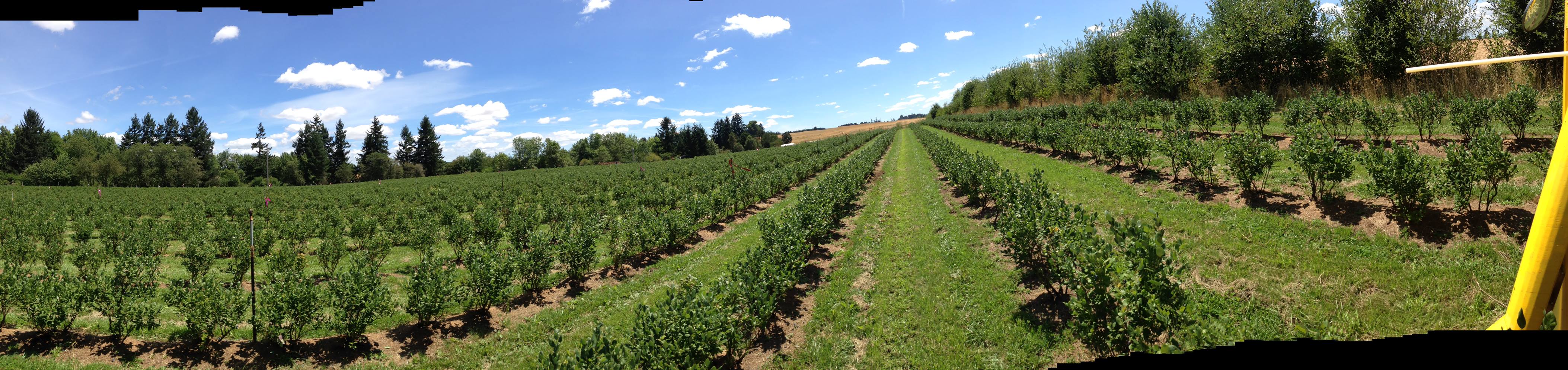 Blueberry Ridge Farm | Sherwood OR