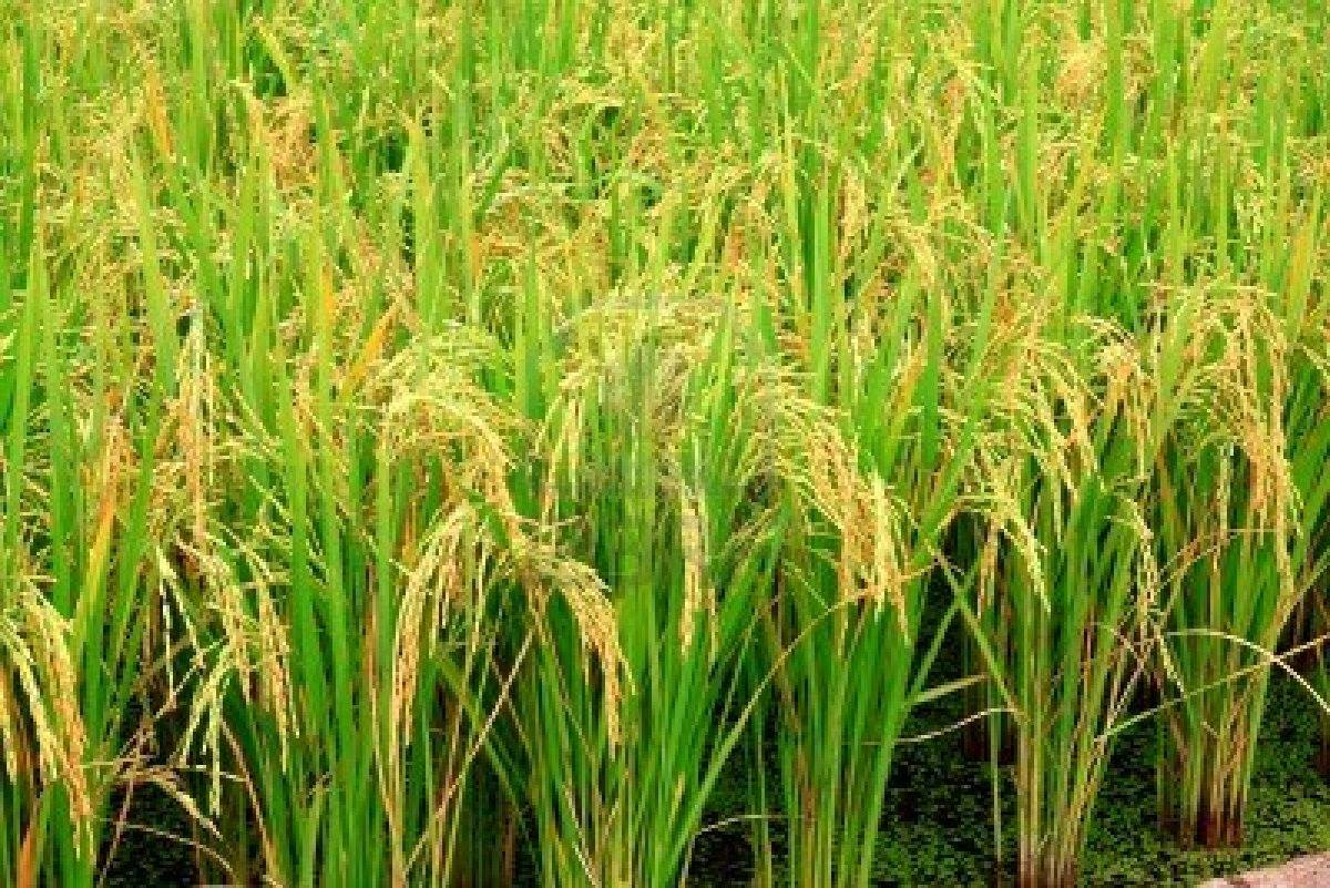 Miva Rice | Makurdi