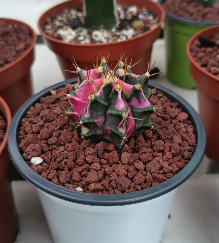 Pink Diamond 💗💓💕 One of our mother plant