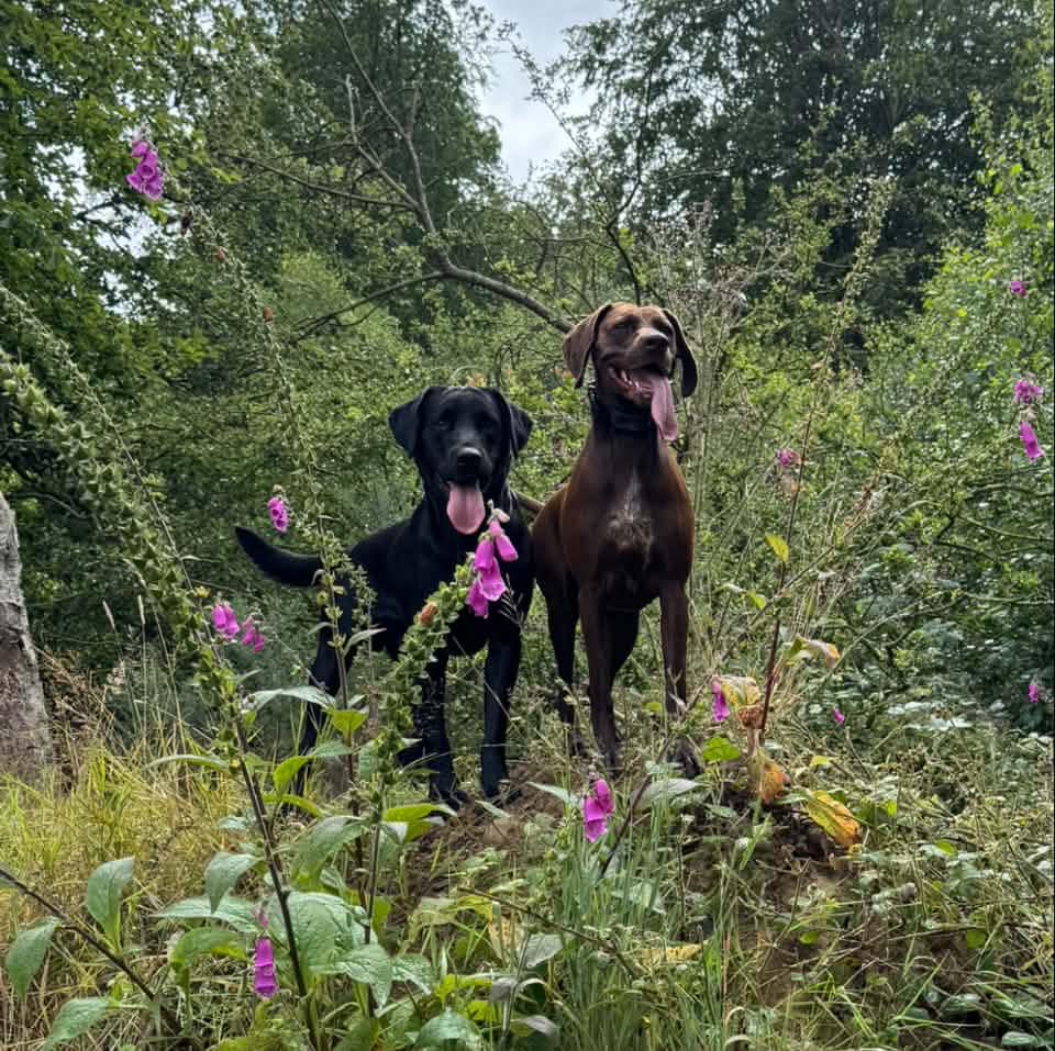 Practicing ‘lift and shift ‘ 🙄 #lab #blacklab #gundog #workingdog ...