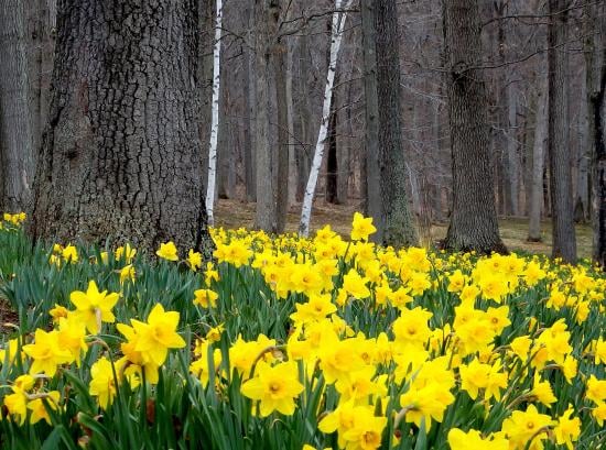 CT River Valley Tourism - Spring has almost sprung and it’s no secret ...