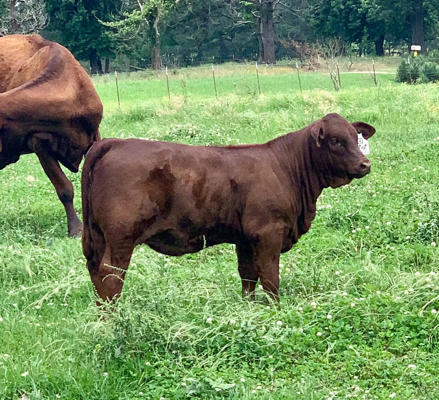 B Square Ranch - BSR Miss Wonder Honey Badger X Wilma... | Facebook