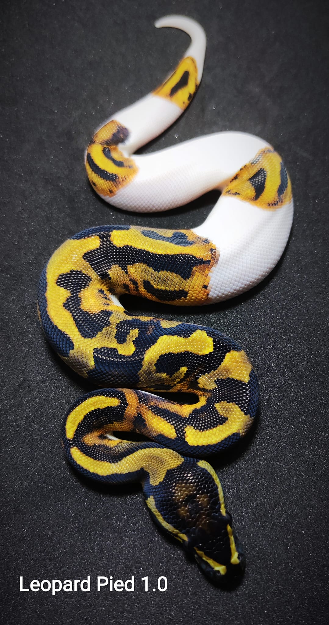 Snake Gentleman - สาวกพายต้องไม่พลาด... | Facebook