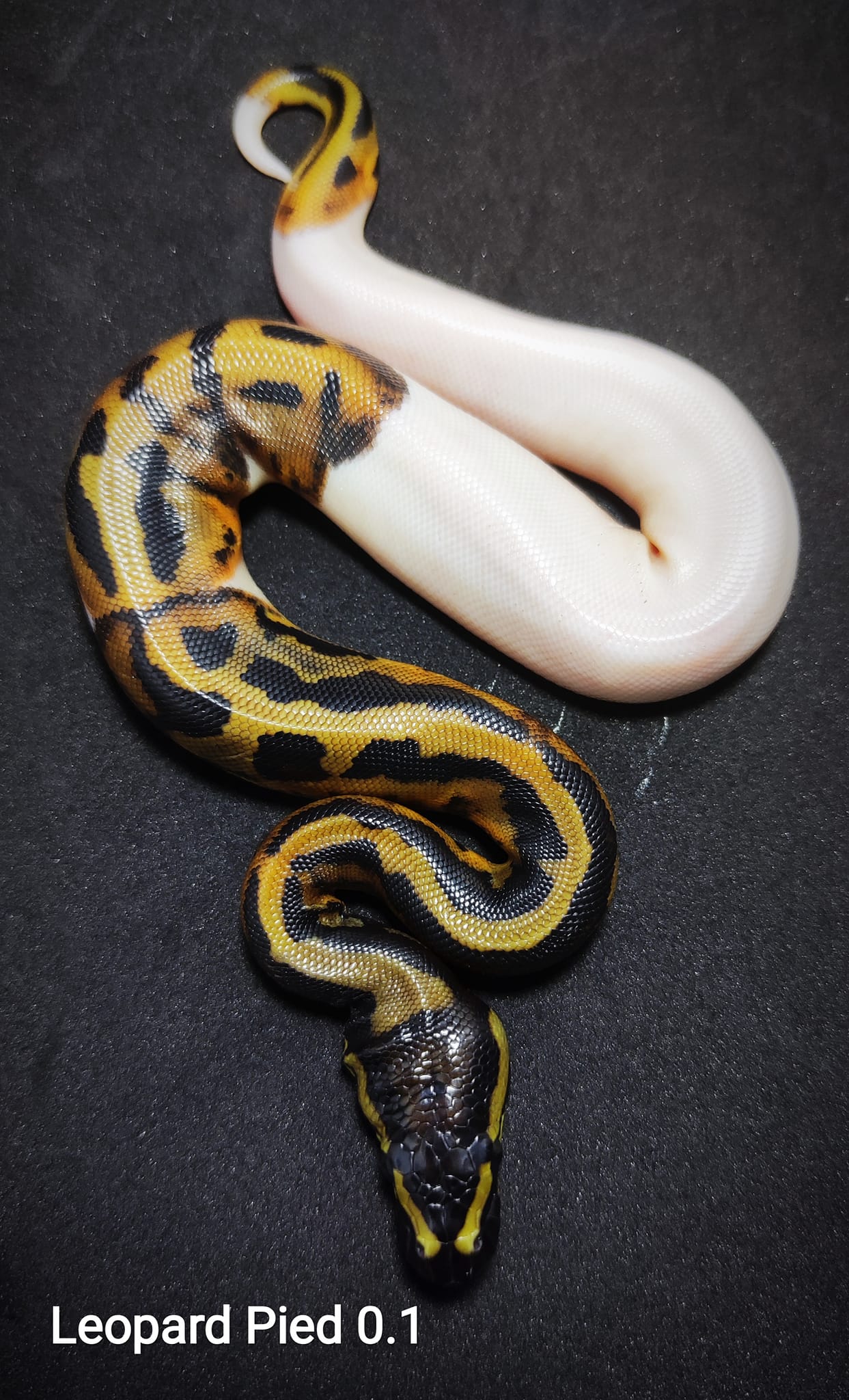 Snake Gentleman - สาวกพายต้องไม่พลาด... | Facebook