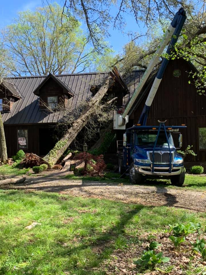 Sears Tree Service, LLC - Forestry & Logging - Lewisburg, Kentucky - 10 ...