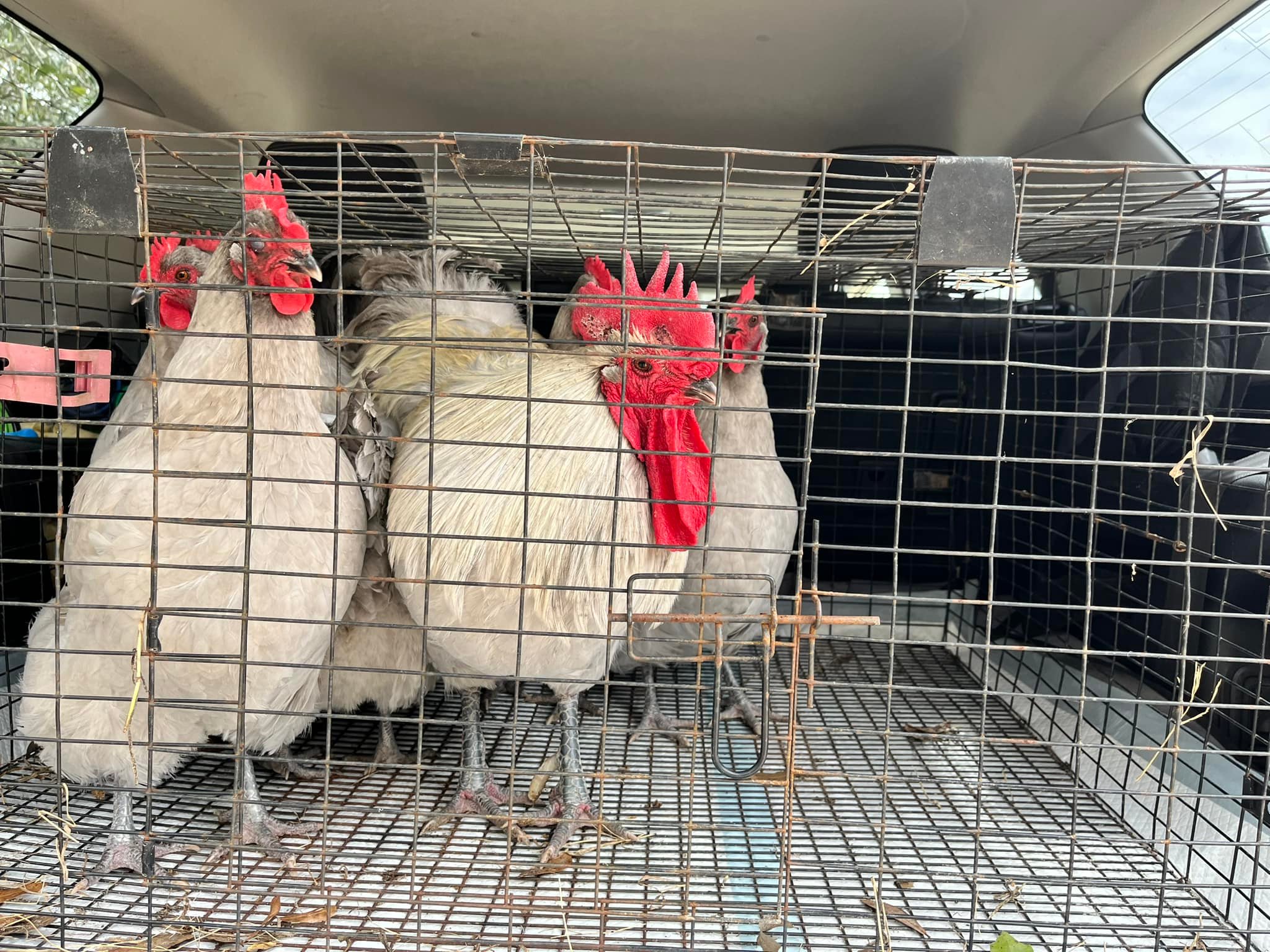 This was a... - Happy Hens & Friends Farm of Florida, LLC