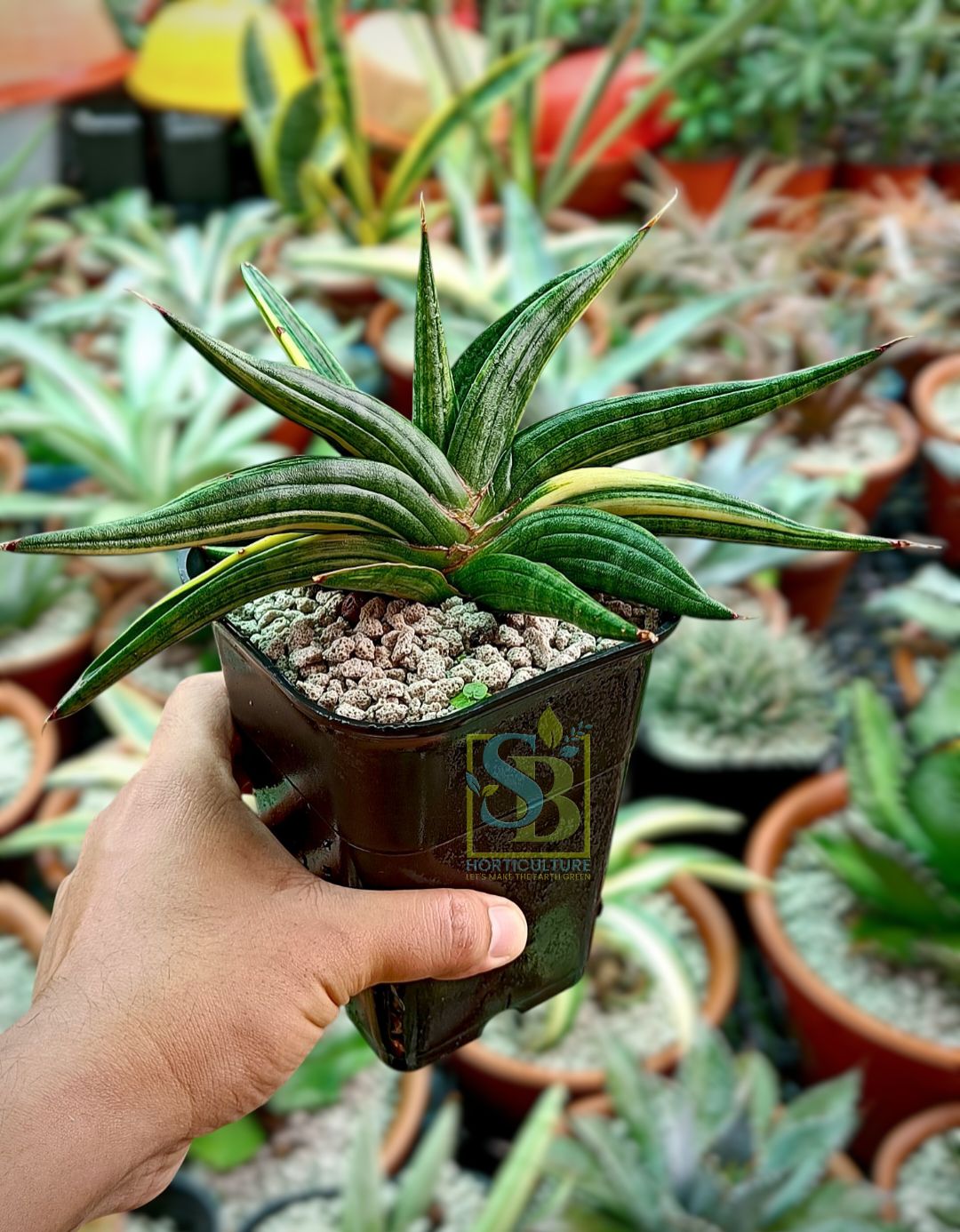Variegated Sansevieria Patens 'Ed Eby'