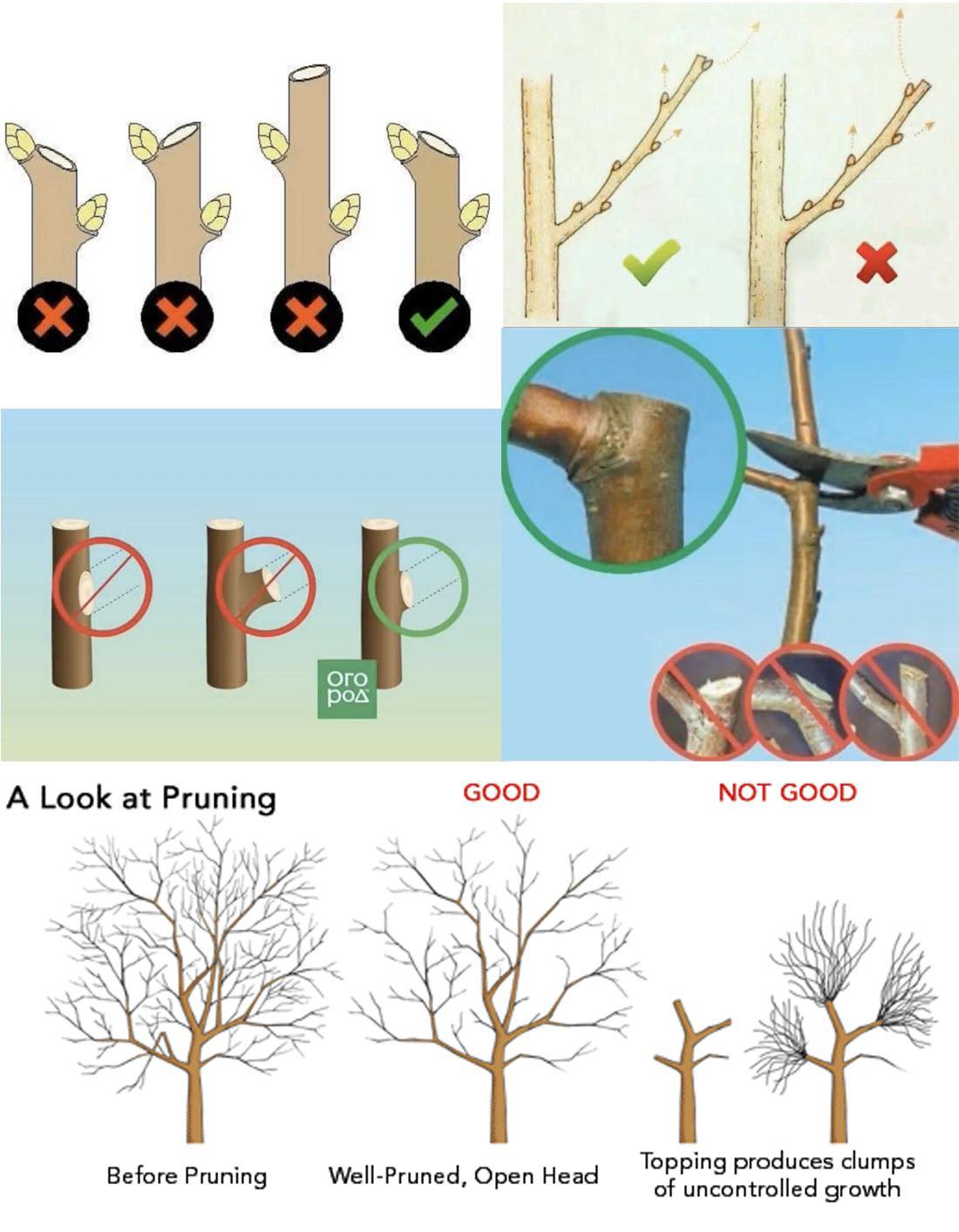 How and When to Prune Trees and... - Plants and gardening