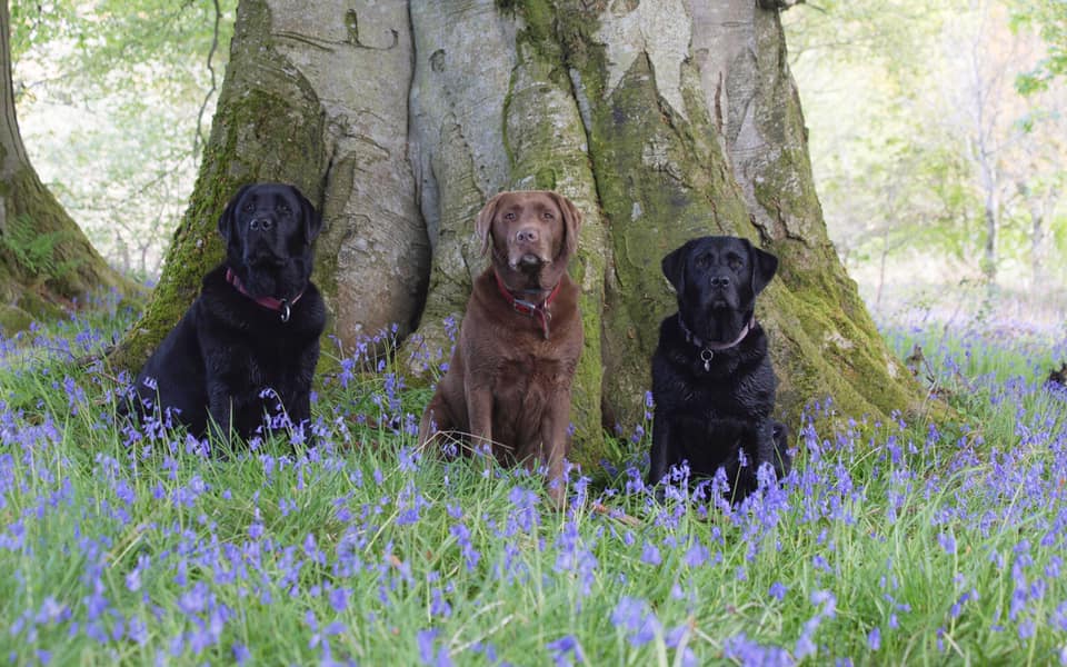 Meet the three... - Labrador Retriever Rescue Scotland