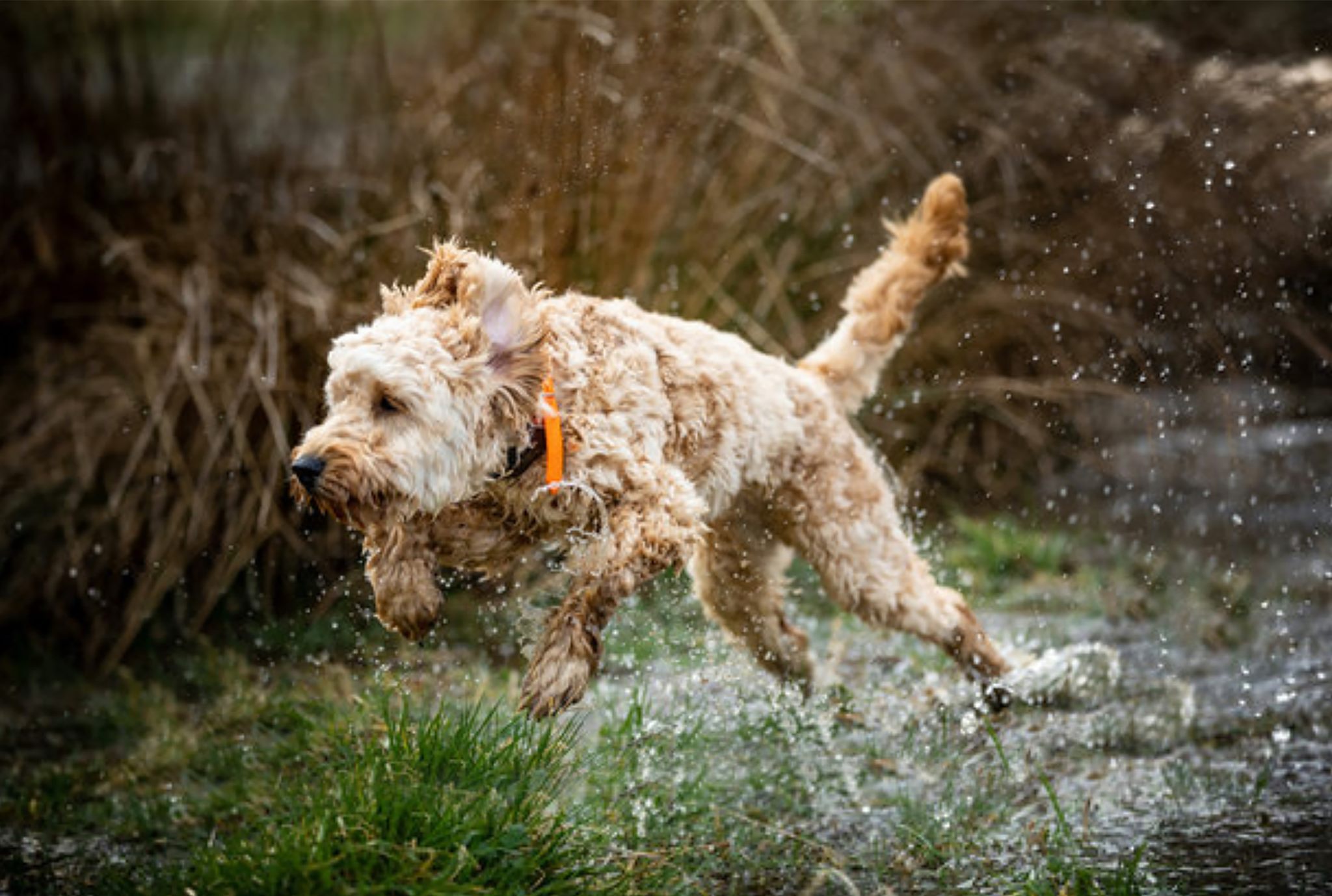Cockapoo Adventure Club | London