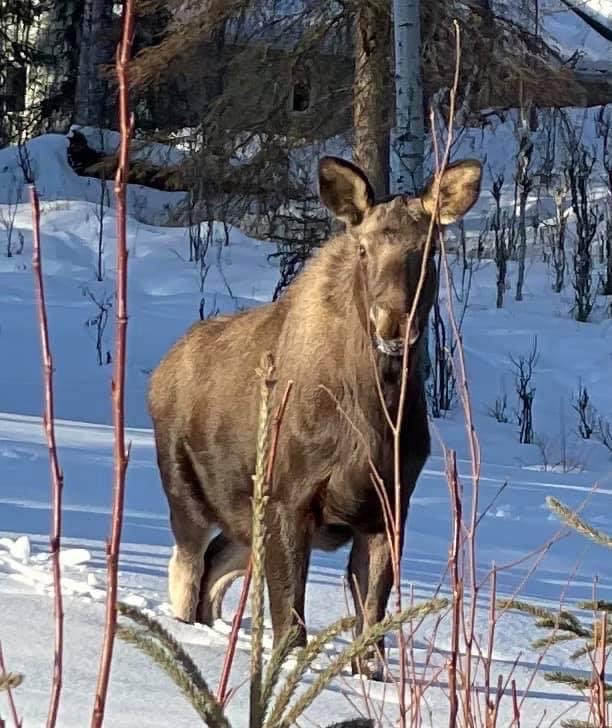 Out from the forest edge,... - Kenai National Wildlife Refuge
