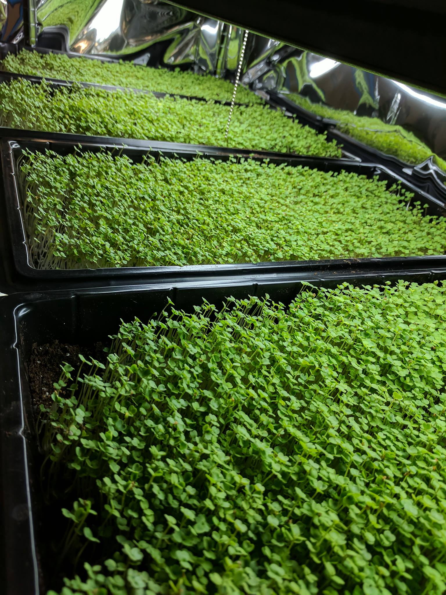 My Microgreen Business