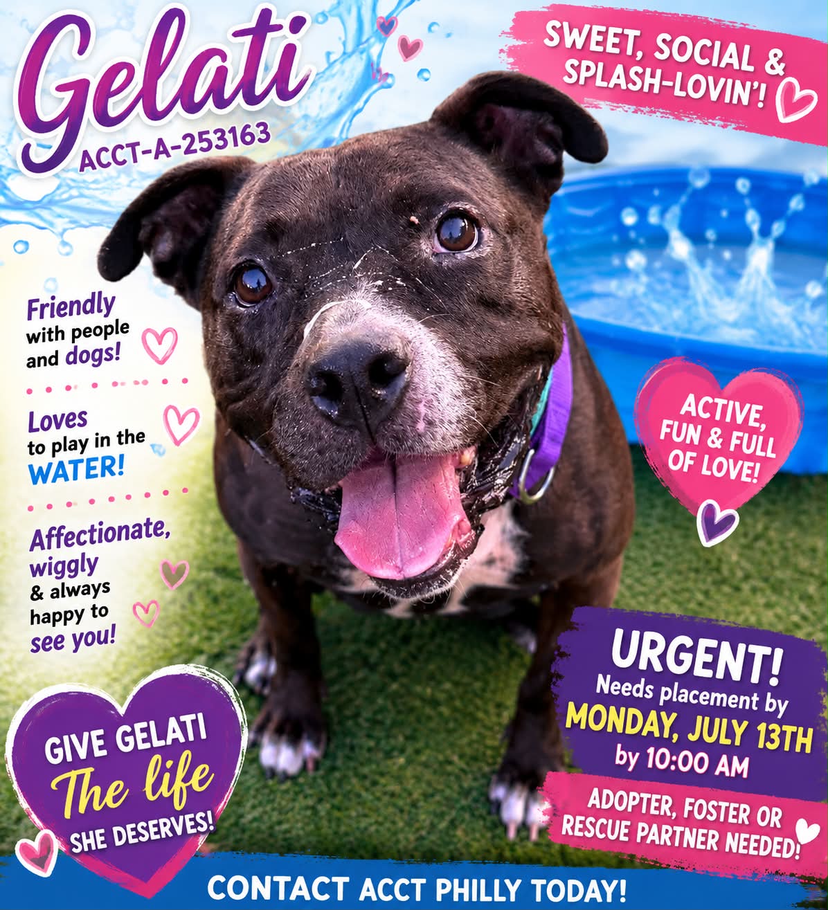 Help save Gelati, a 4-year-old dog at ACCT Philly, from euthanasia