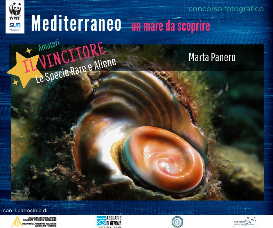 WWF SUB - 📷Vincitore del Concorso Fotografico “Mediterraneo, un Mare da ...