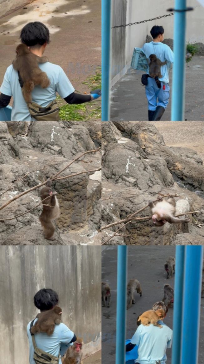 73コンゴウ@モンタナ様チャレンジ Is everyone excited to see the CEO's son (Punch) later? 🐾 Monkey