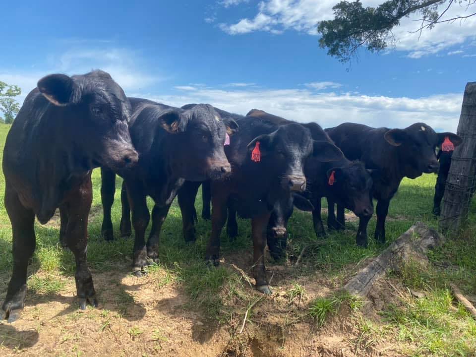 3R Ranch & Cattle