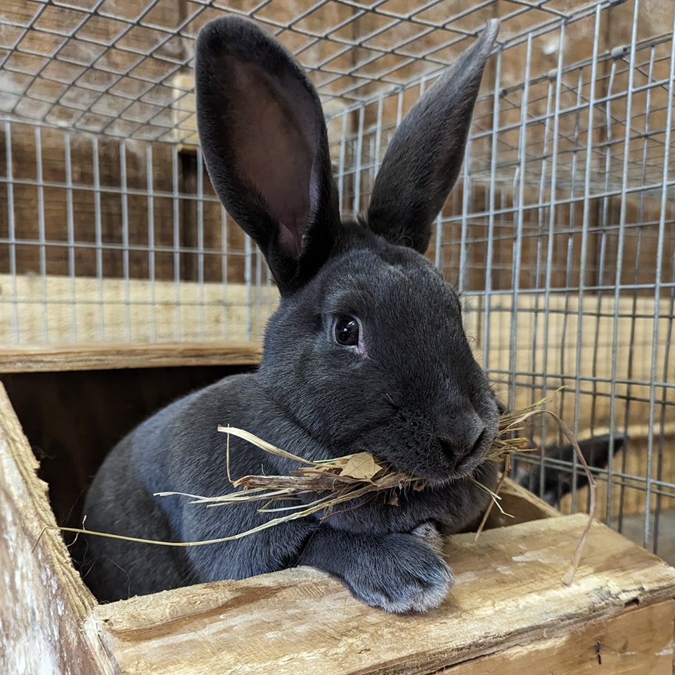Sterling & Sons Rabbitry | Huron OH