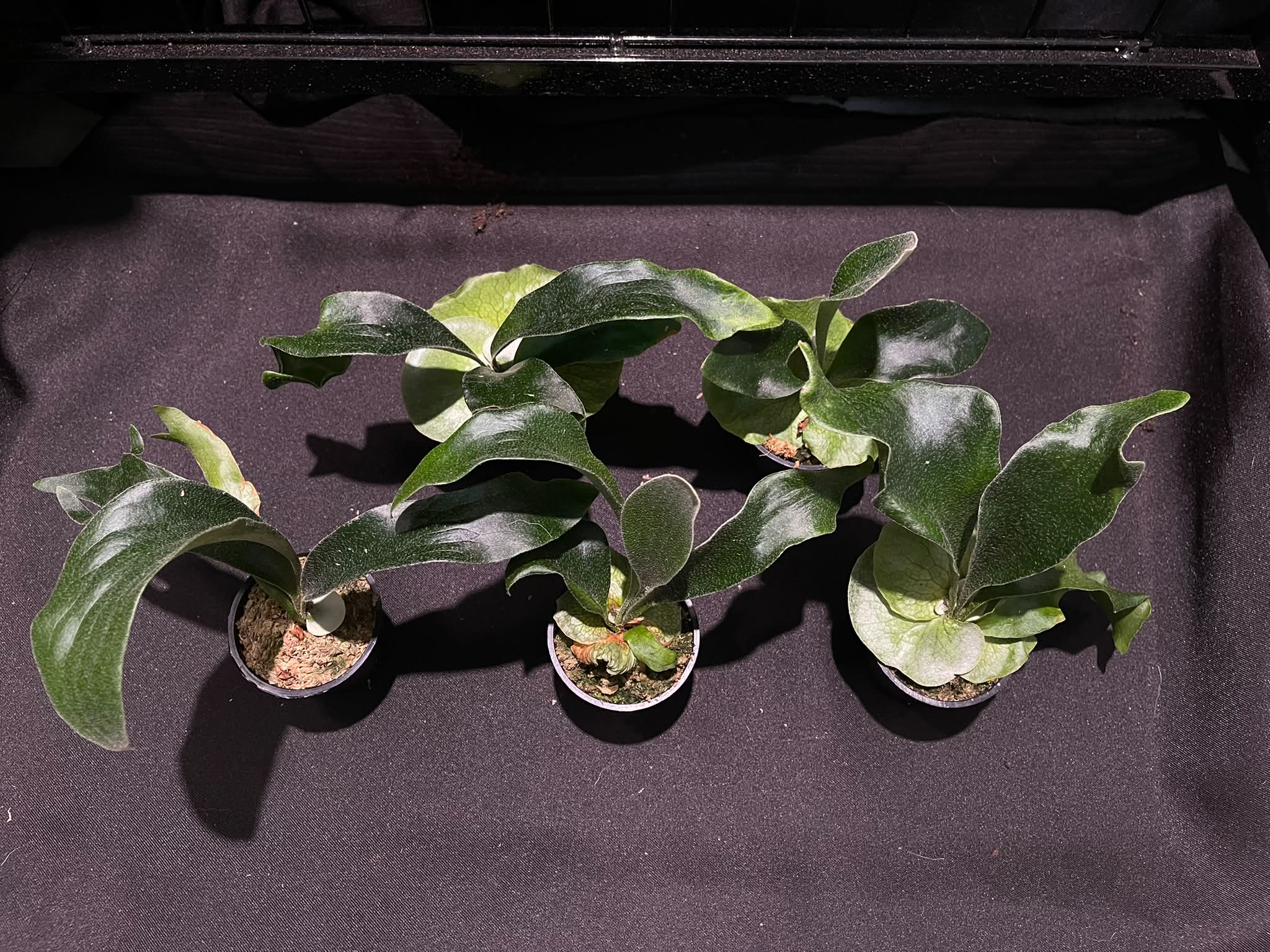 P.willinckii cv. OMEGA 最近非常火紅的一品經典名鹿來自：Alan's
