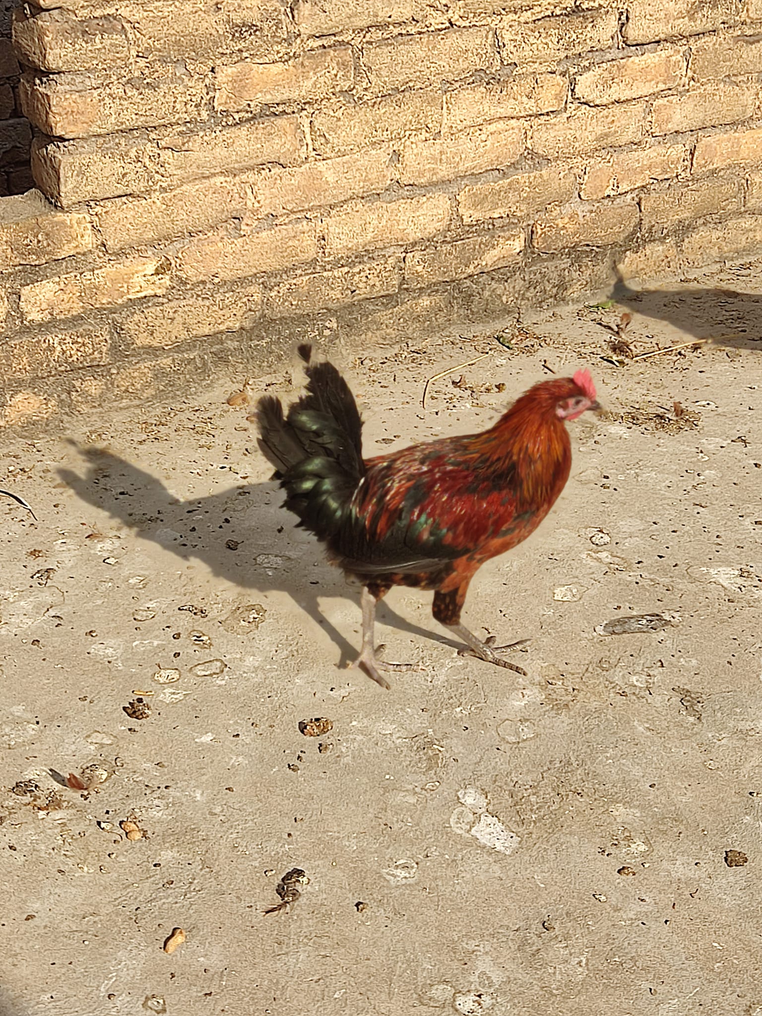 Shaheen poultry