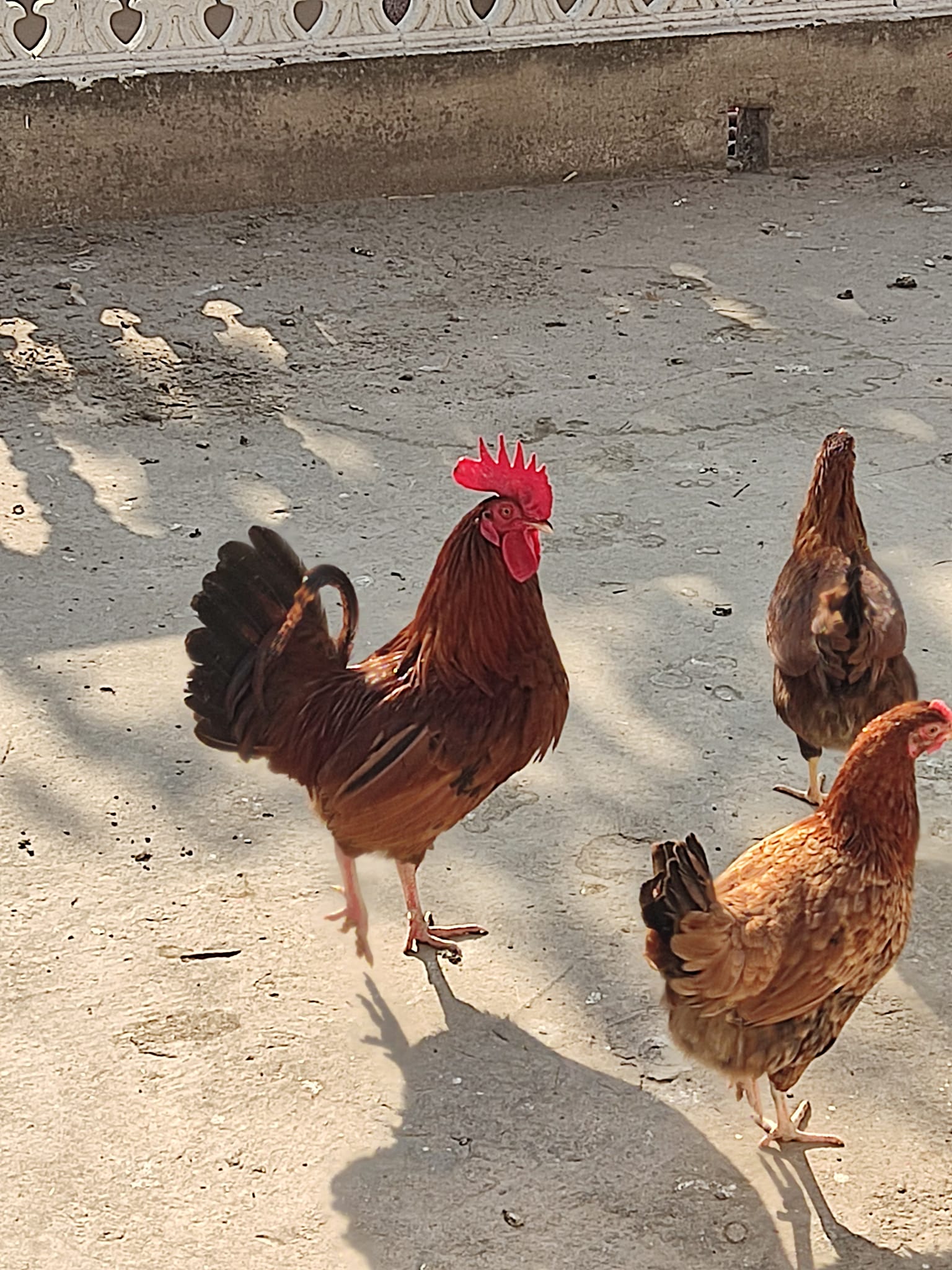 Shaheen poultry