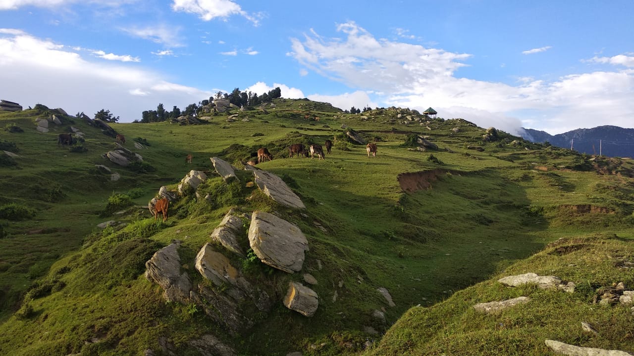 Himachali roots