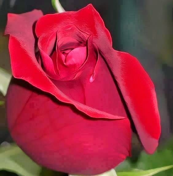 ‎Flowers and Roses پھول... - Flowers and Roses پھول اور گلاب