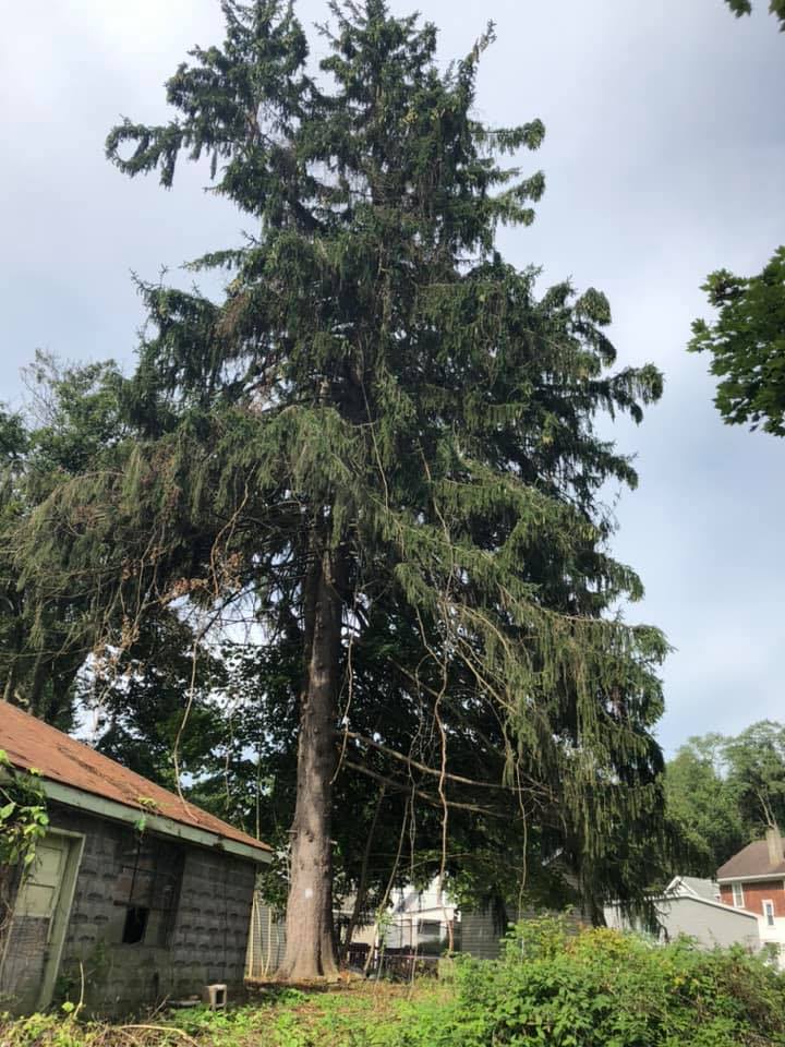 Out On A Limb Tree Co. | Canonsburg PA