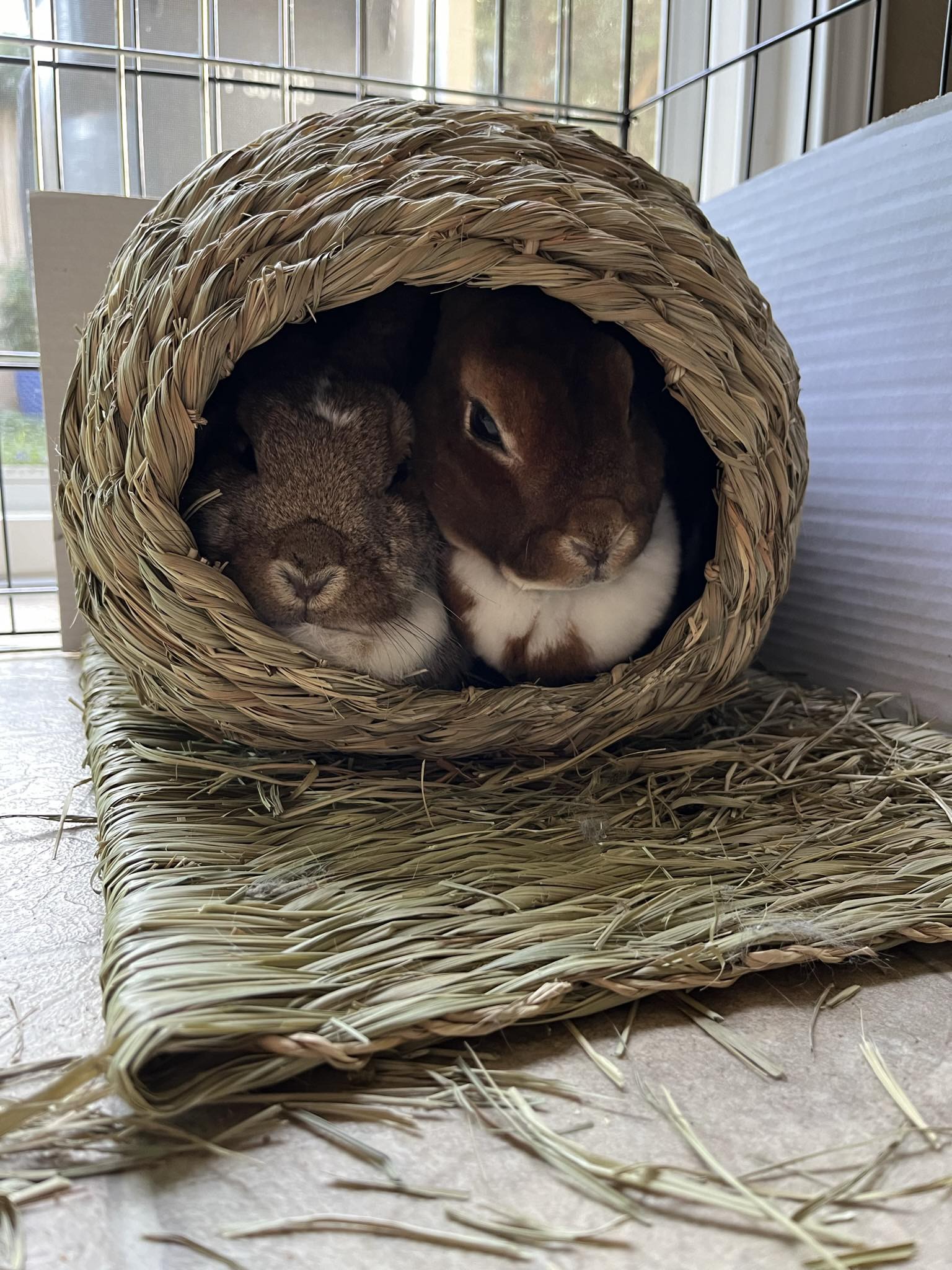 Ember's Bunny Rescue added a new photo. - Ember's Bunny Rescue
