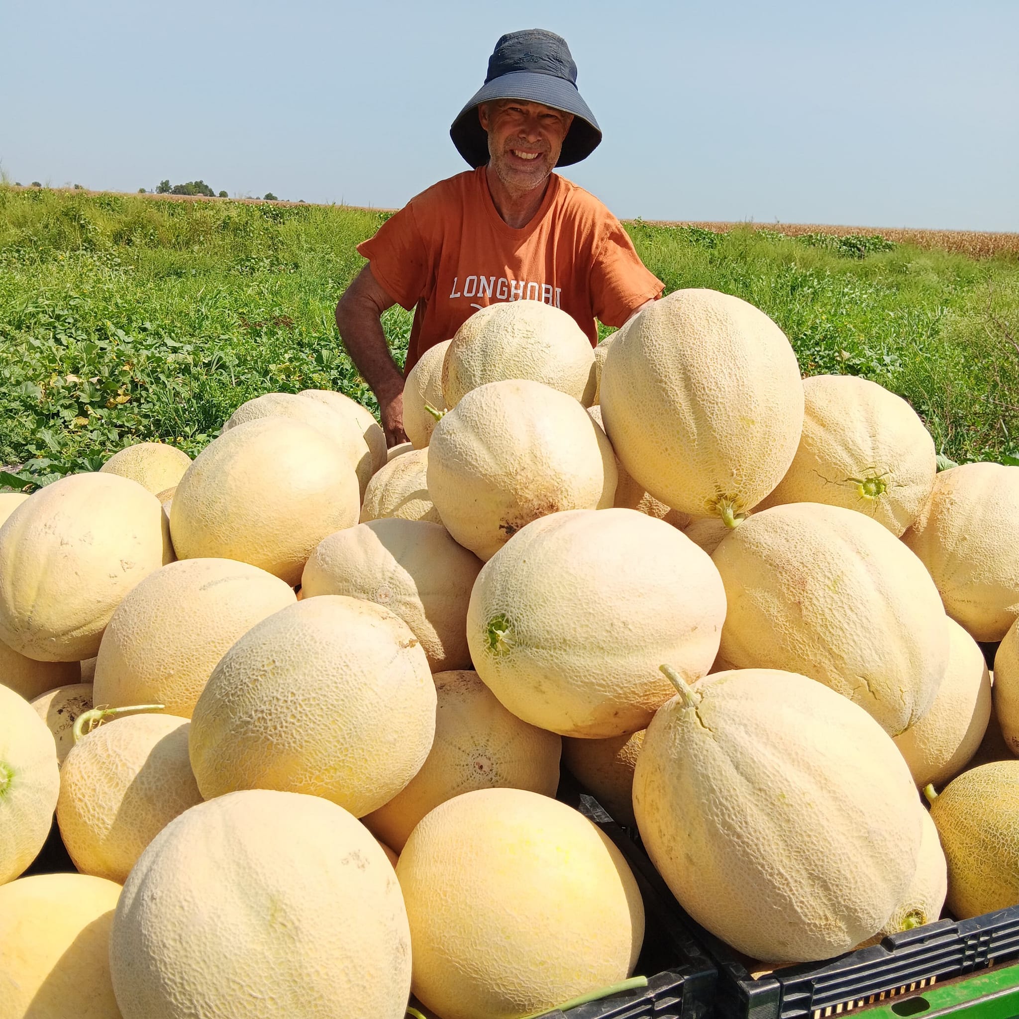 Free melons tasting continue