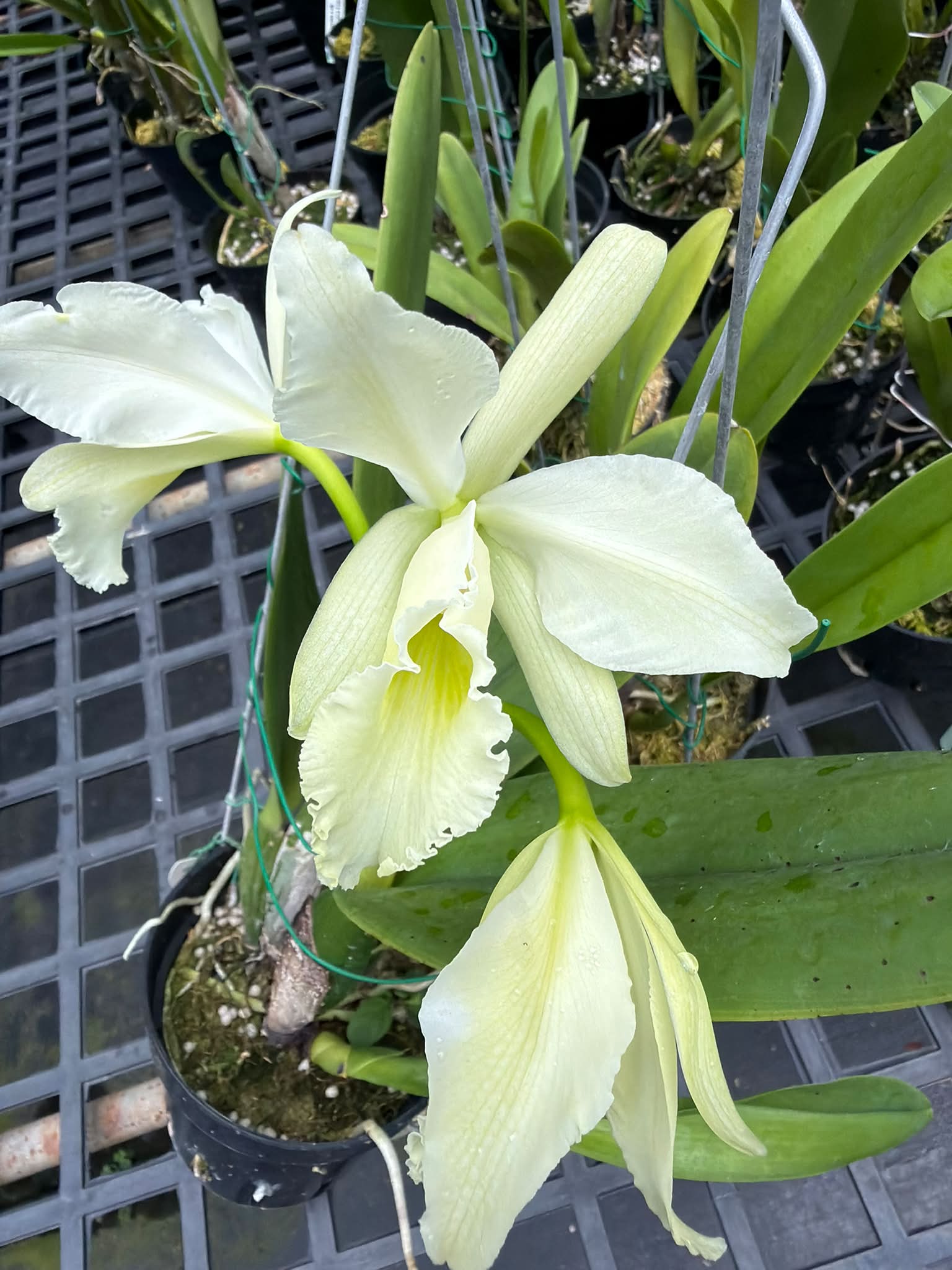 Ansellia Africana alba