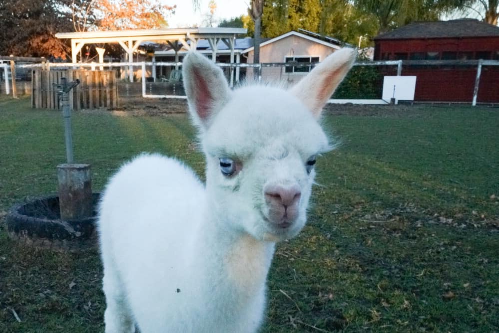 Calpaca - California Alpaca Association | My first BEW. I’m sure he’s ...