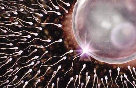 طلبة جامعة البصرة كمية السائل المنوي التي يطلقها الرجل تحتوي على ٢٠٠ مليون حيوان منوي لذلك ووفق ا للمنطق إذا وجدت هذه الكمية من الحيوانات المنوية مكان ا في الرحم فسيتم ولادة ٢٠٠